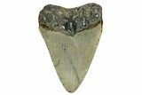 Bargain, Fossil Megalodon Tooth - North Carolina #351745-1